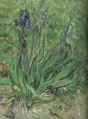 Vincent Van Gogh The Iris (nn04) oil painting picture